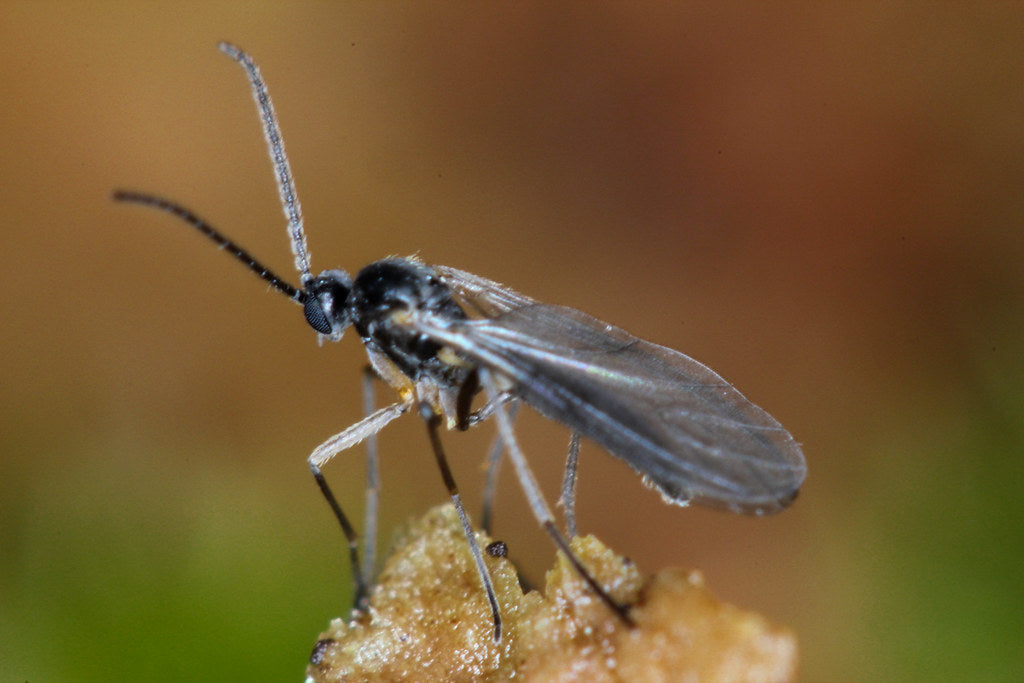 Fungus Gnat