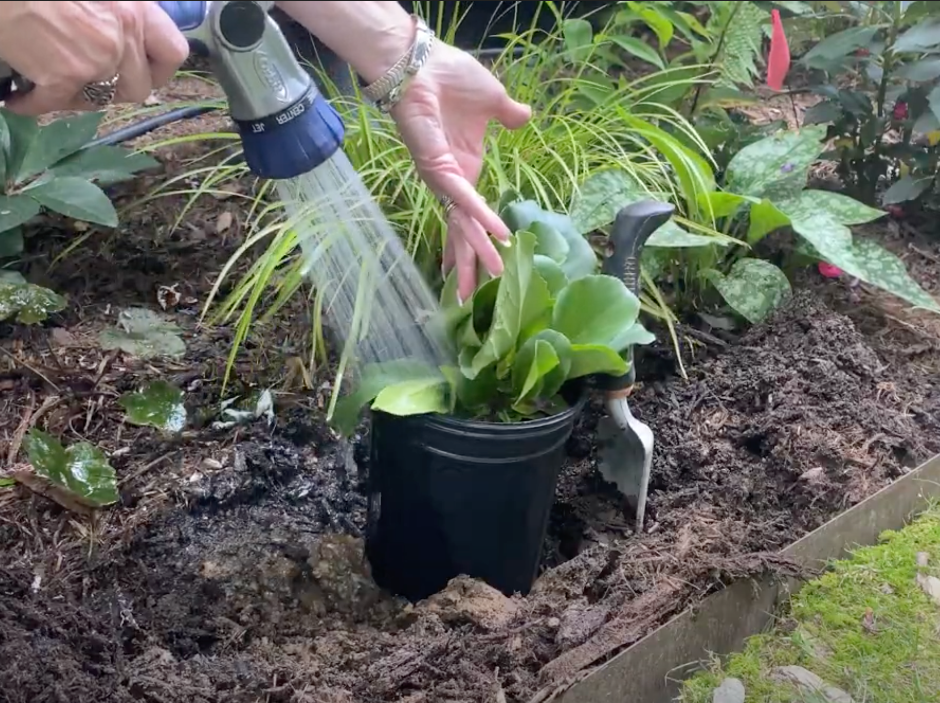 Secrets To Watering Your Outdoor Plants