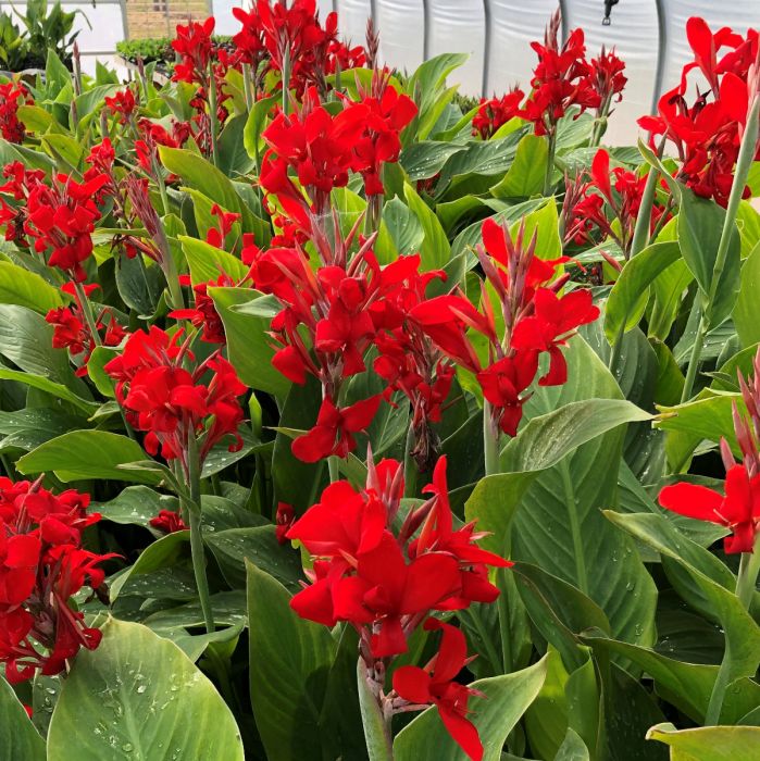 Canna 'Kreta' Struts It In the Garden