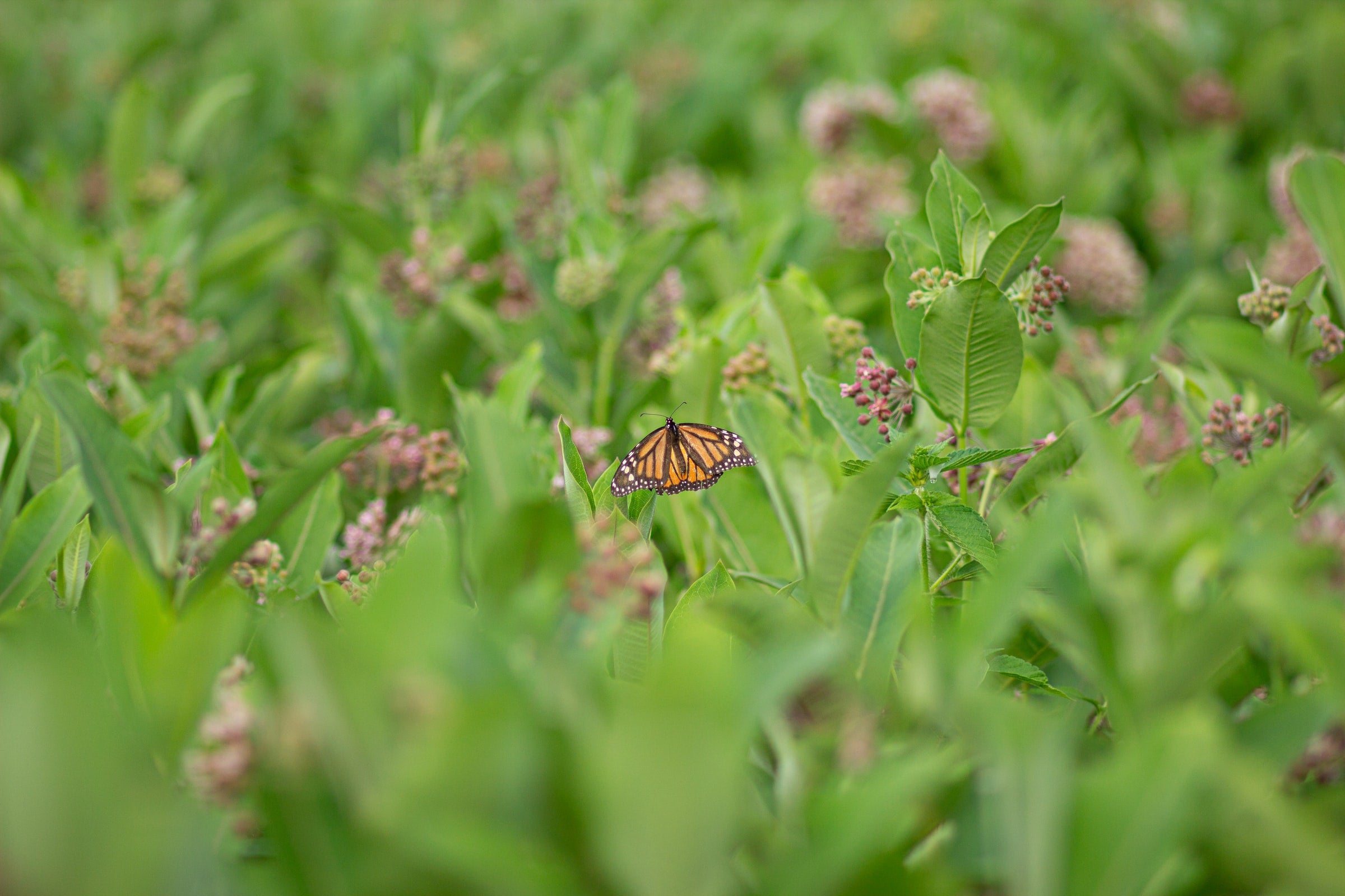 Everything You Want To Know About Monarchs and Milkweed