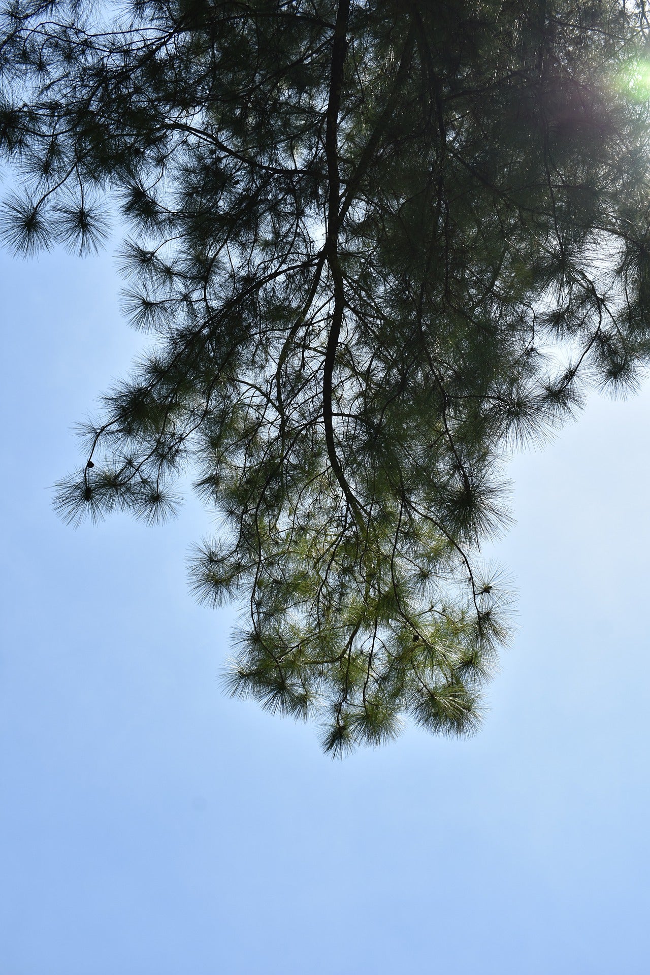 Lively Root's Reforestation Efforts Through Arbor Day Foundation, 2021