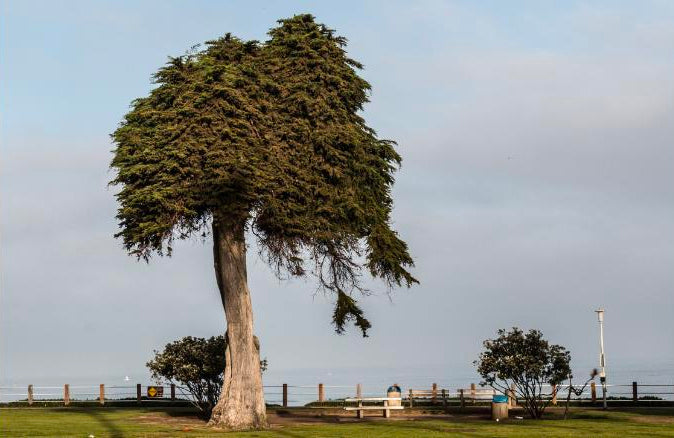 Dr. Seuss Tree Falls in La Jolla, CA