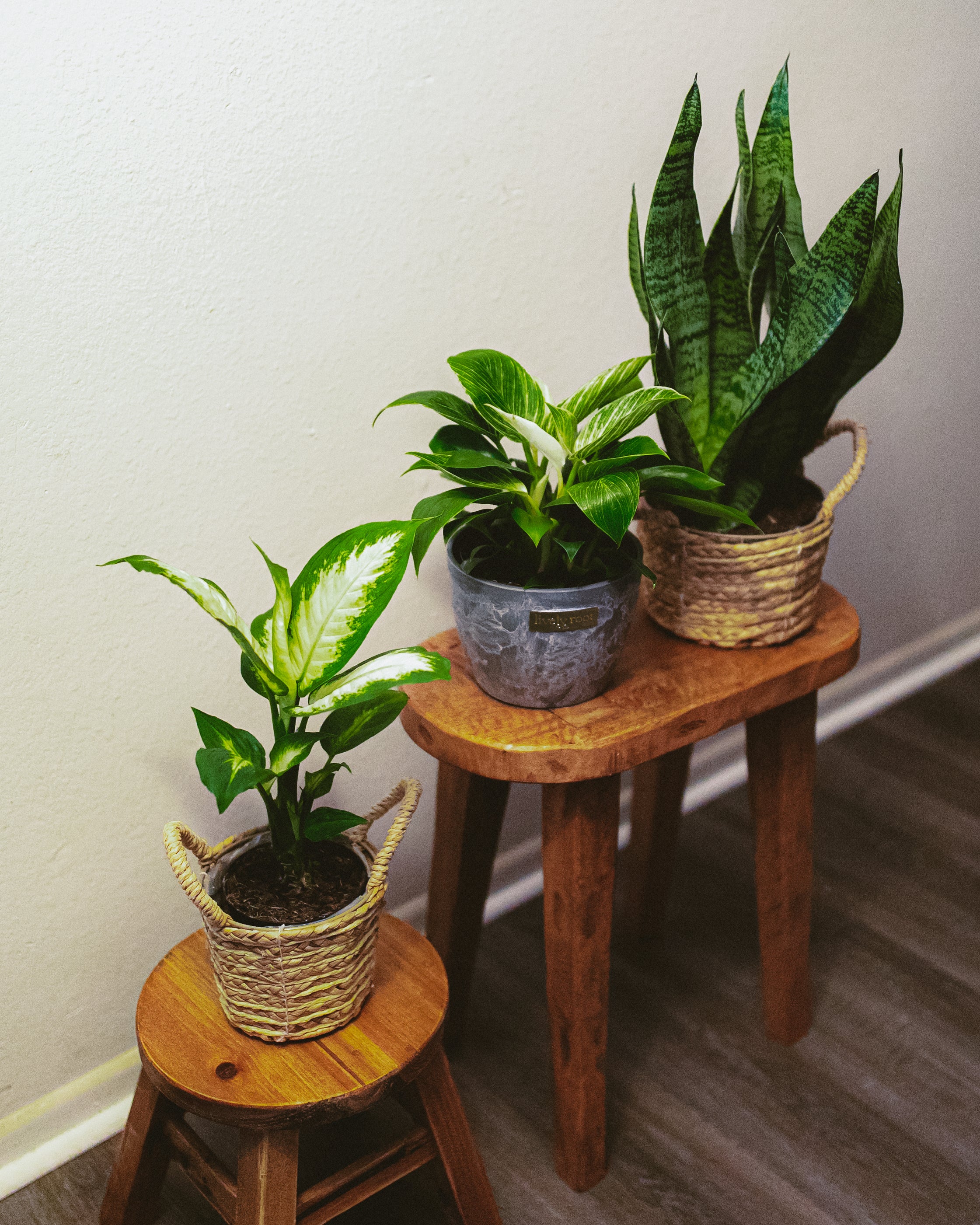 Guide to Plant Lighting