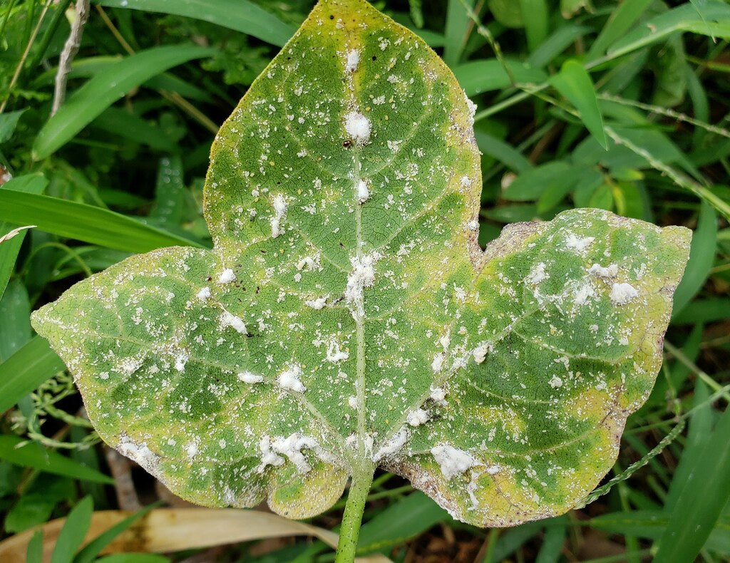 Mealybugs on a leaf