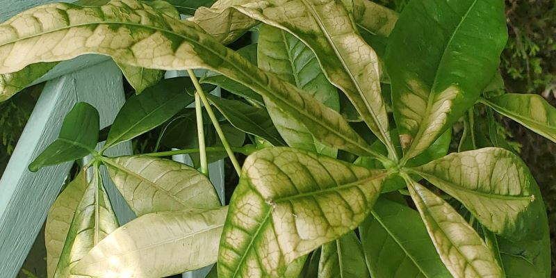 Money Tree Leaves Turning Yellow With Spots
