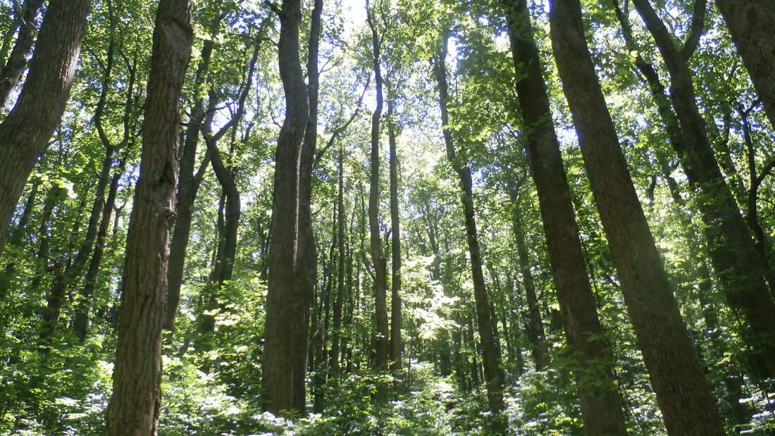 Hug a Tree for National Wilderness Month!