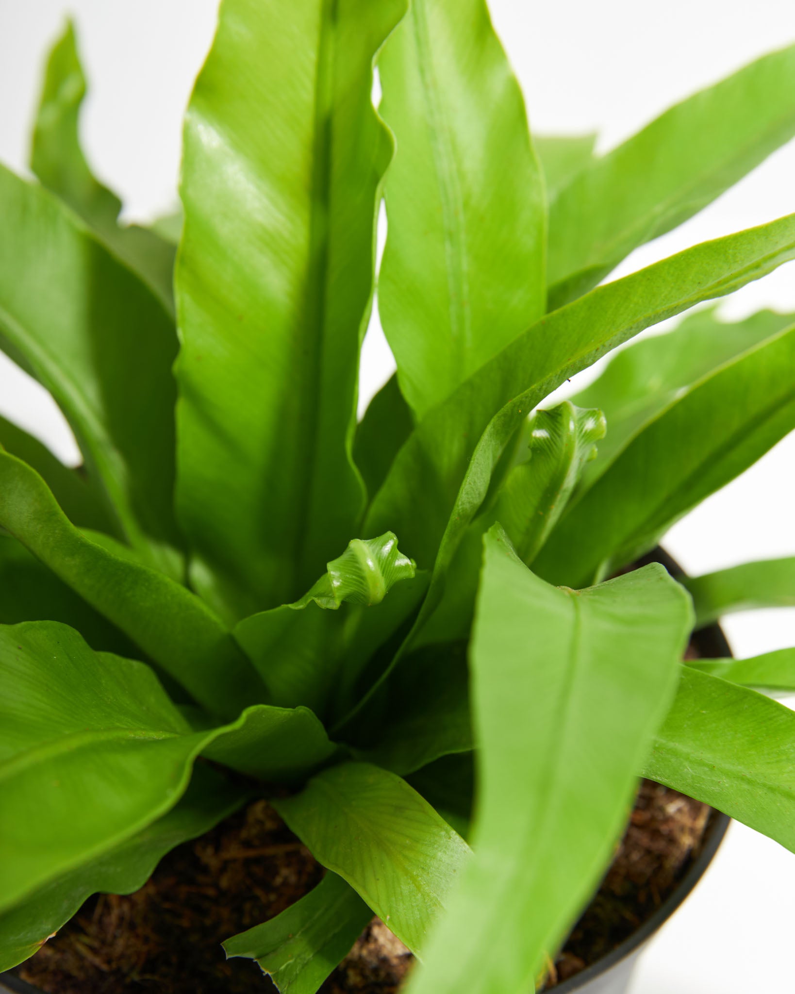 Bird's Nest Fern Care Guide