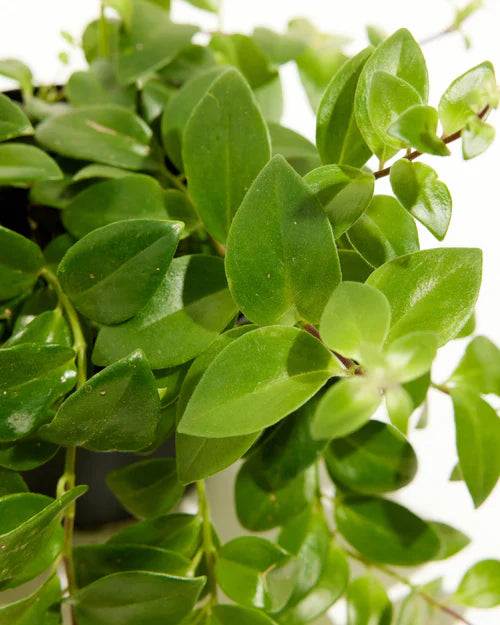 Nematanthus Candy Corn Plant Care Detailed Guide: How to Care for Halloween’s #1 Plant
