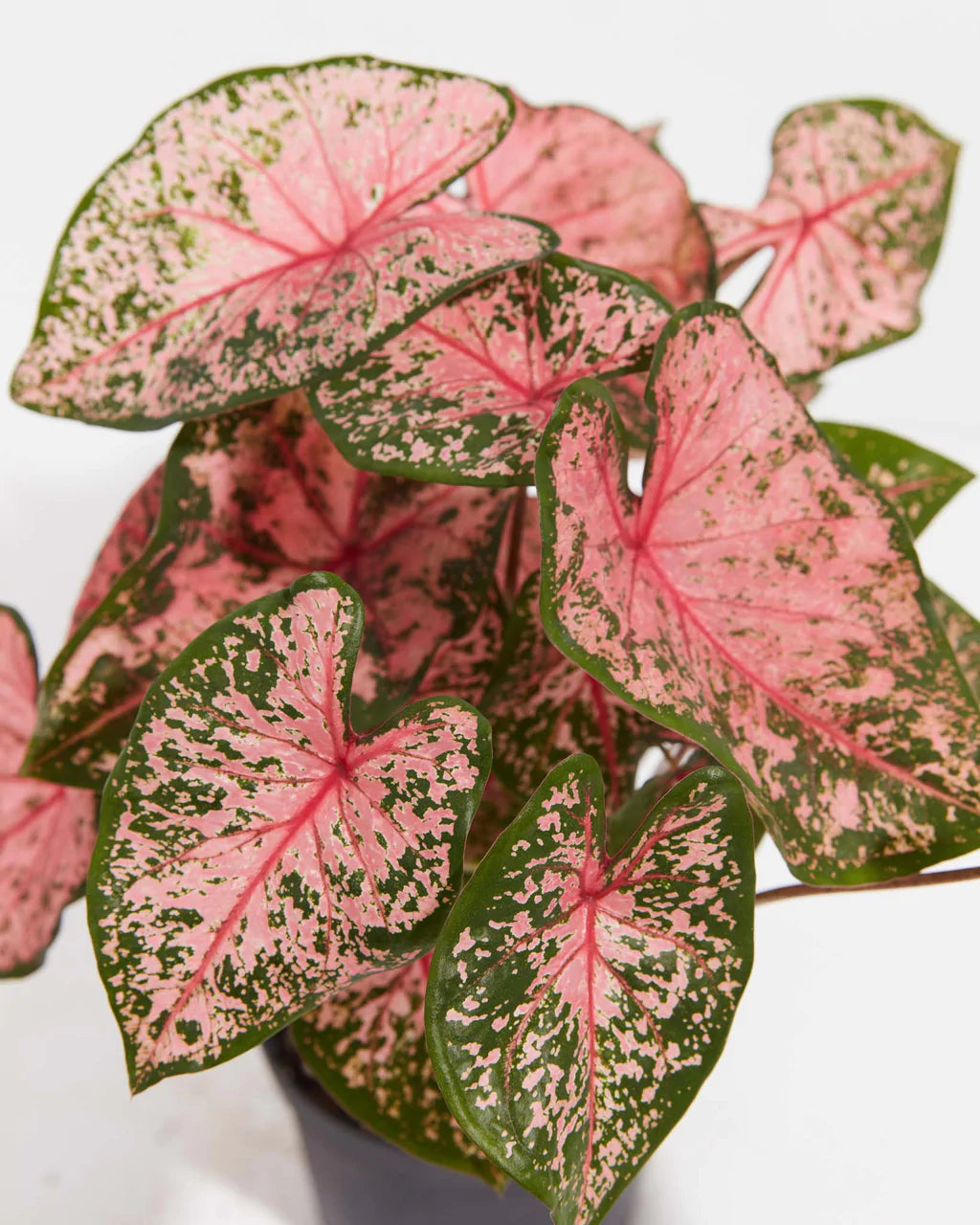 How to Plant Caladium Bulbs