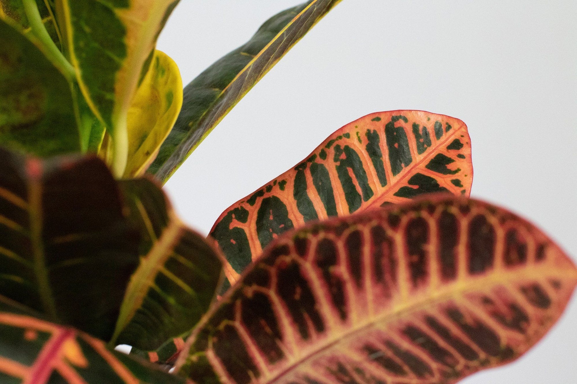 How to Grow and Care for your Croton Petra