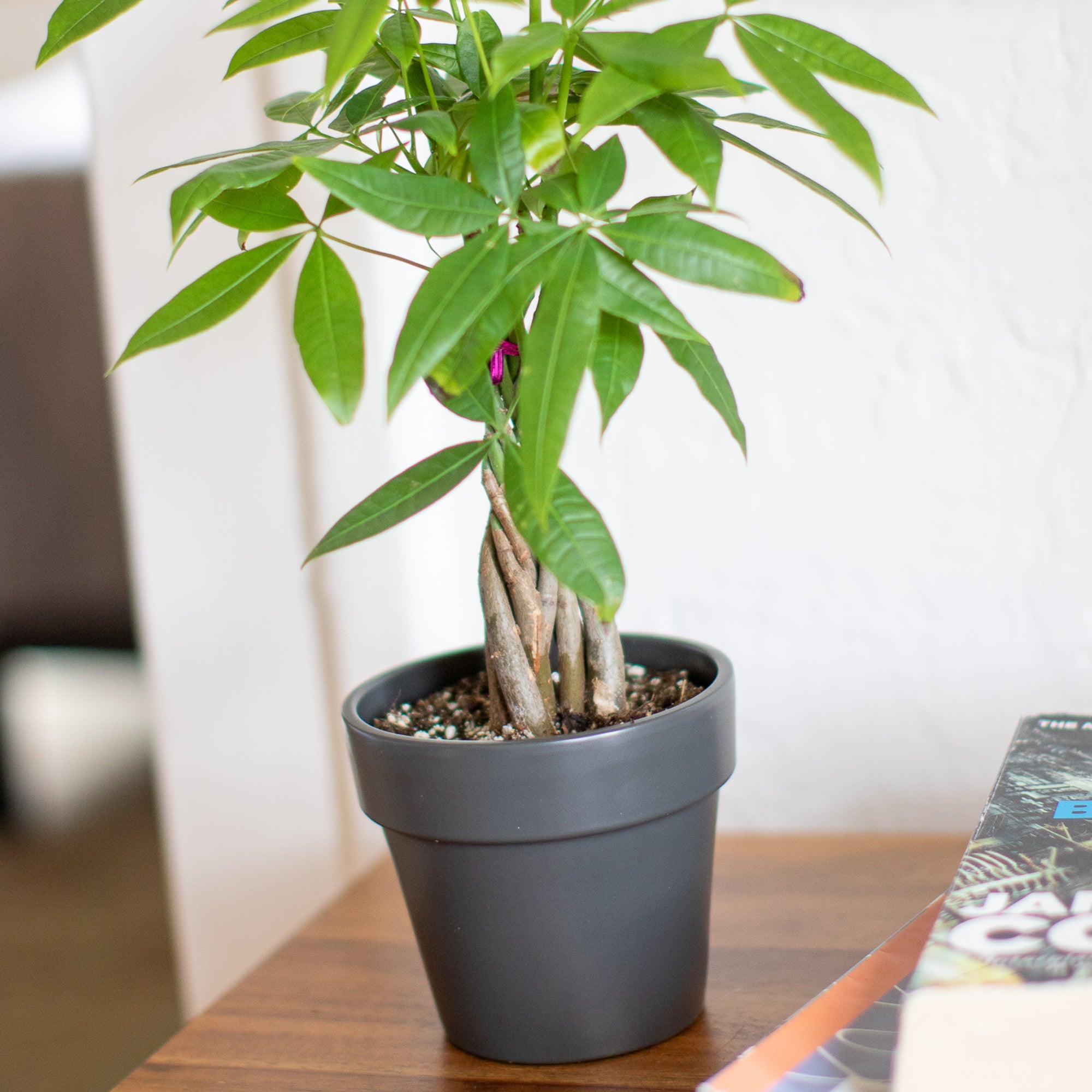 Learn How to Care For a Money Tree Plant With Our Complete Illustrated Guide