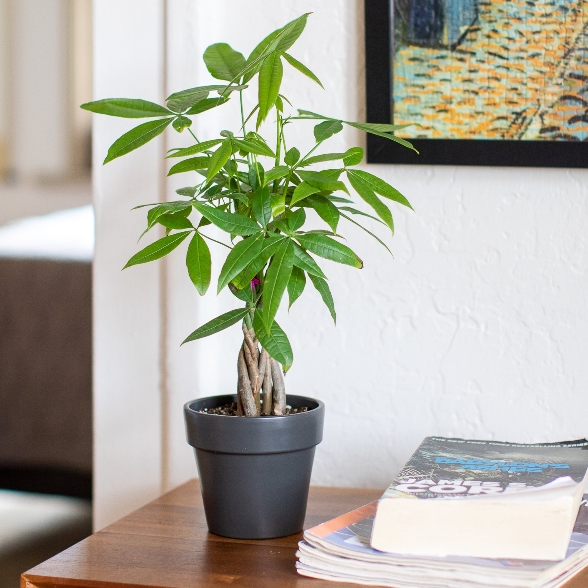 Sustainable Gifting: Give a Money Tree this Holiday