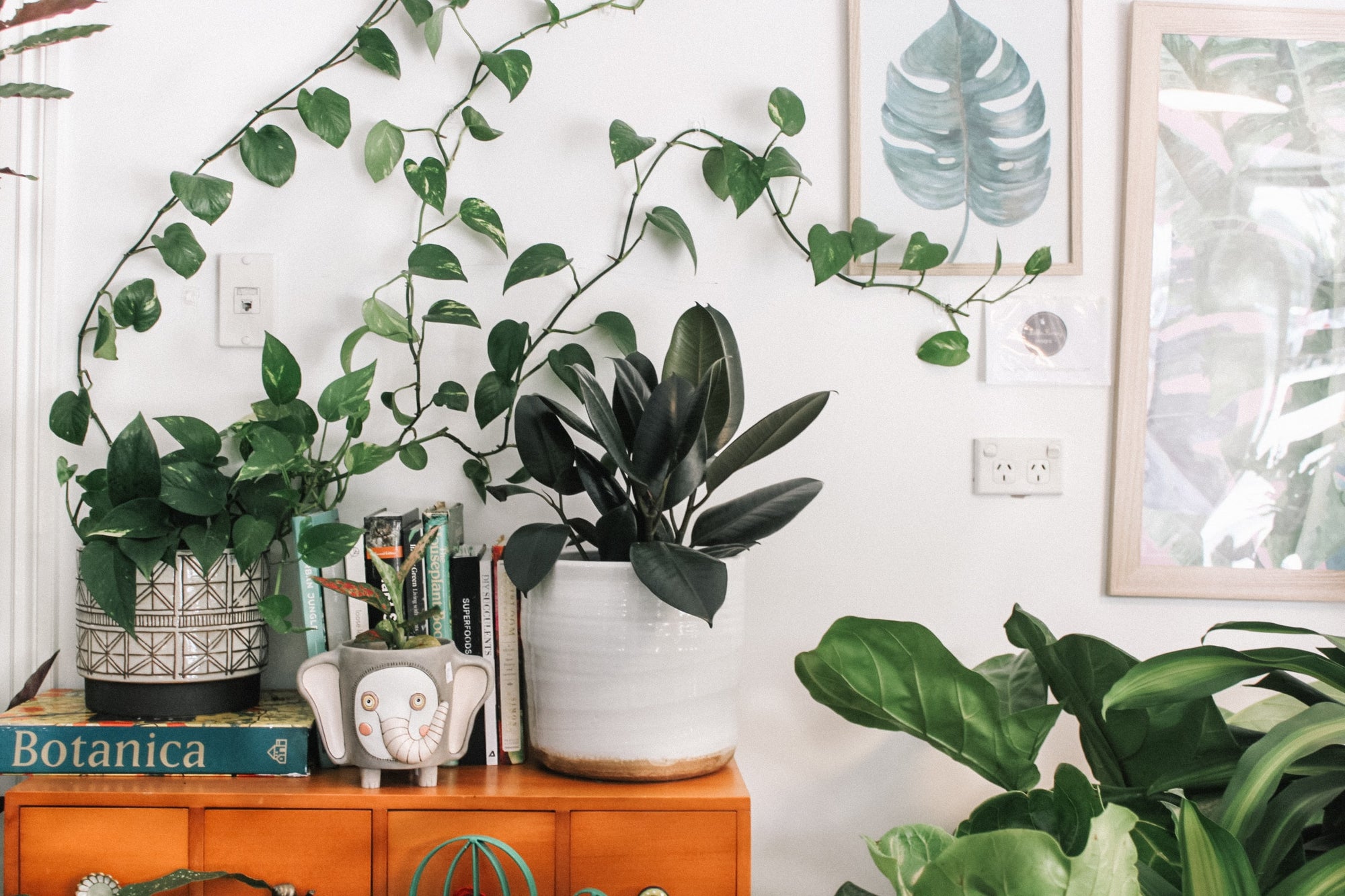 Plant 101: How to Choose an Indoor Plant for Each Room