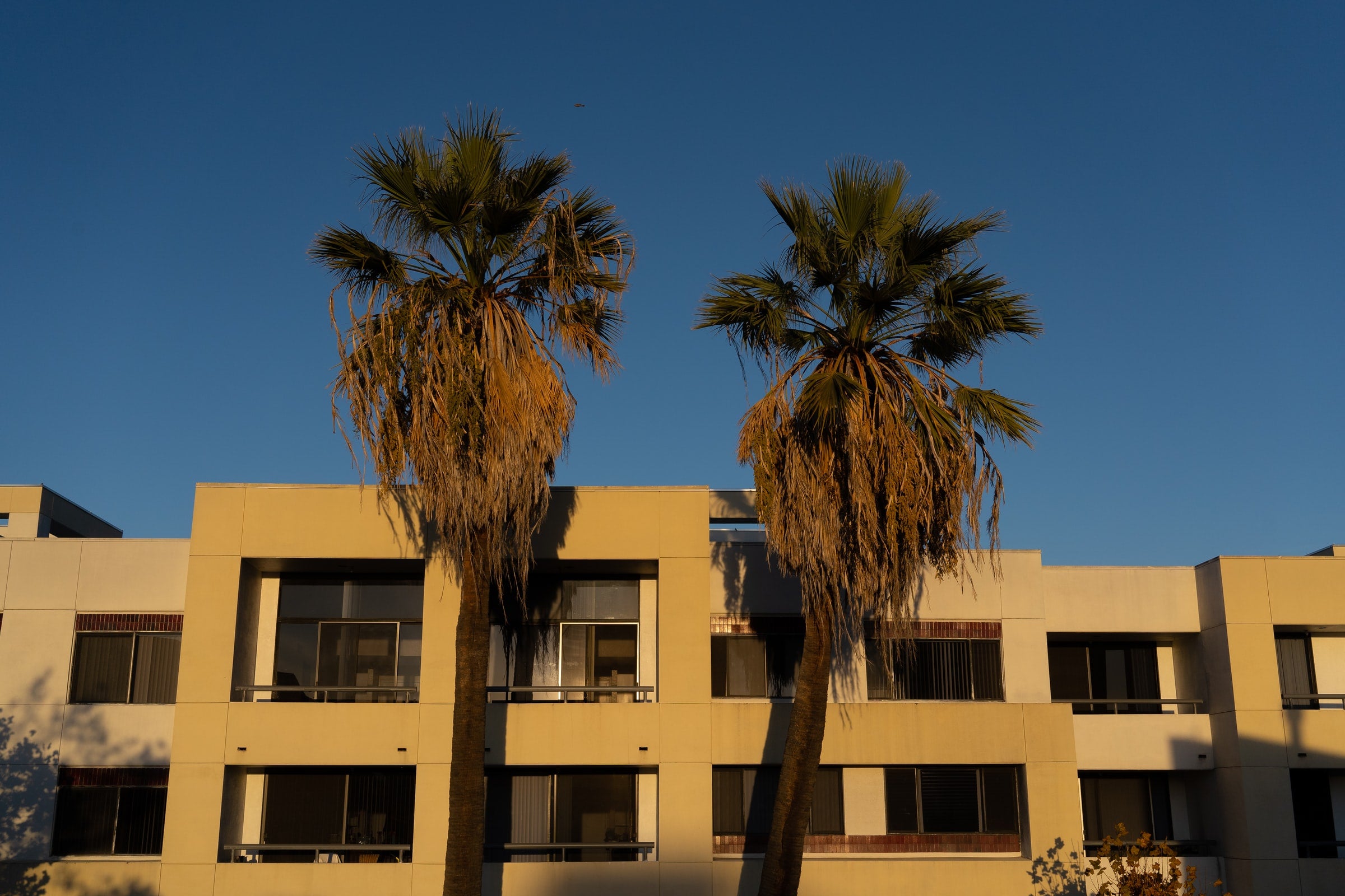 What Plants Can I Grow in San Jose?