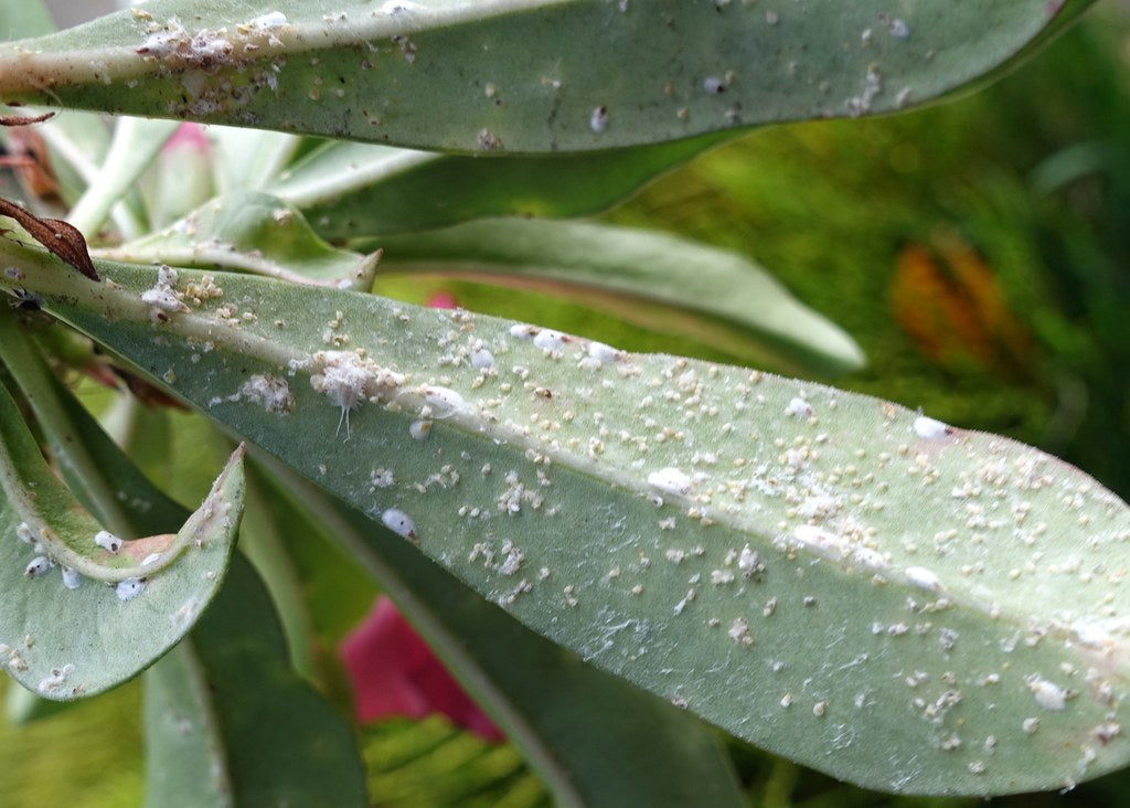 Scale Insects on Leaf