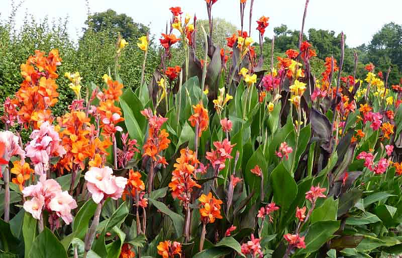 Plant Tropical Cannas and Turn Your Garden into an Island Getaway