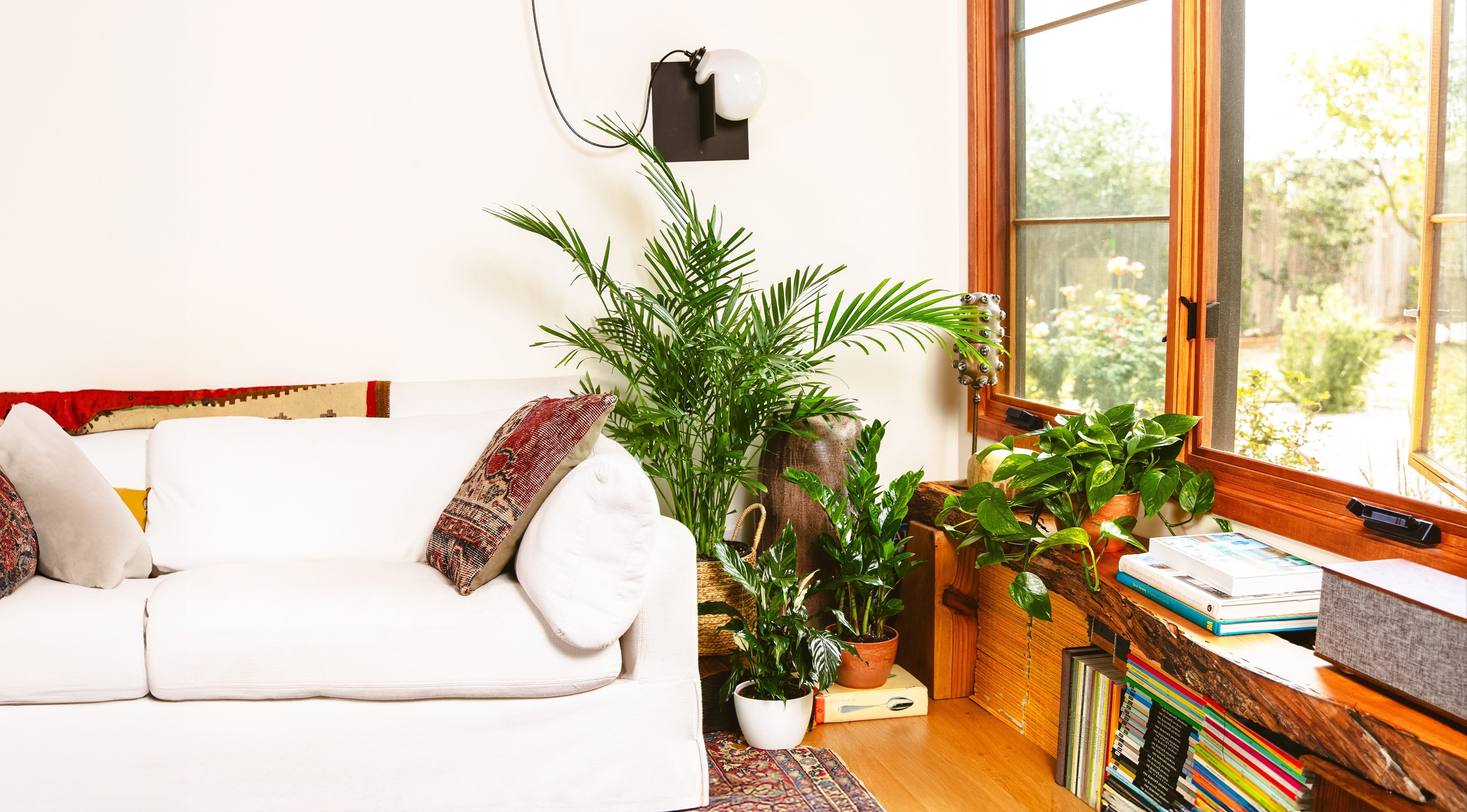 Best Indoor Plants for Direct Sunlight and Sunny Windows