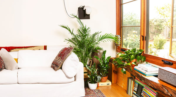 Best Indoor Plants for Direct Sunlight and Sunny Windows