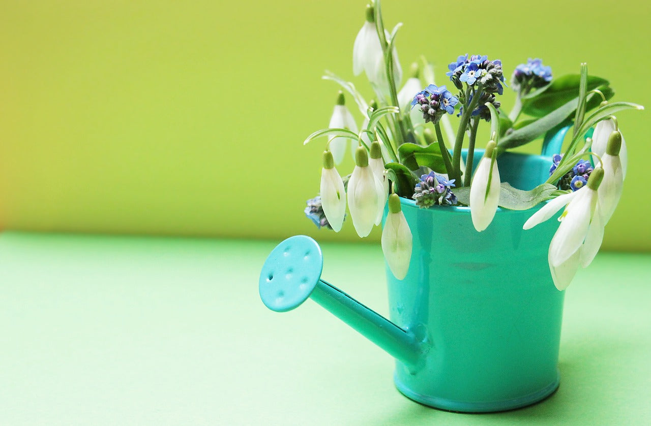 Watering can for plants