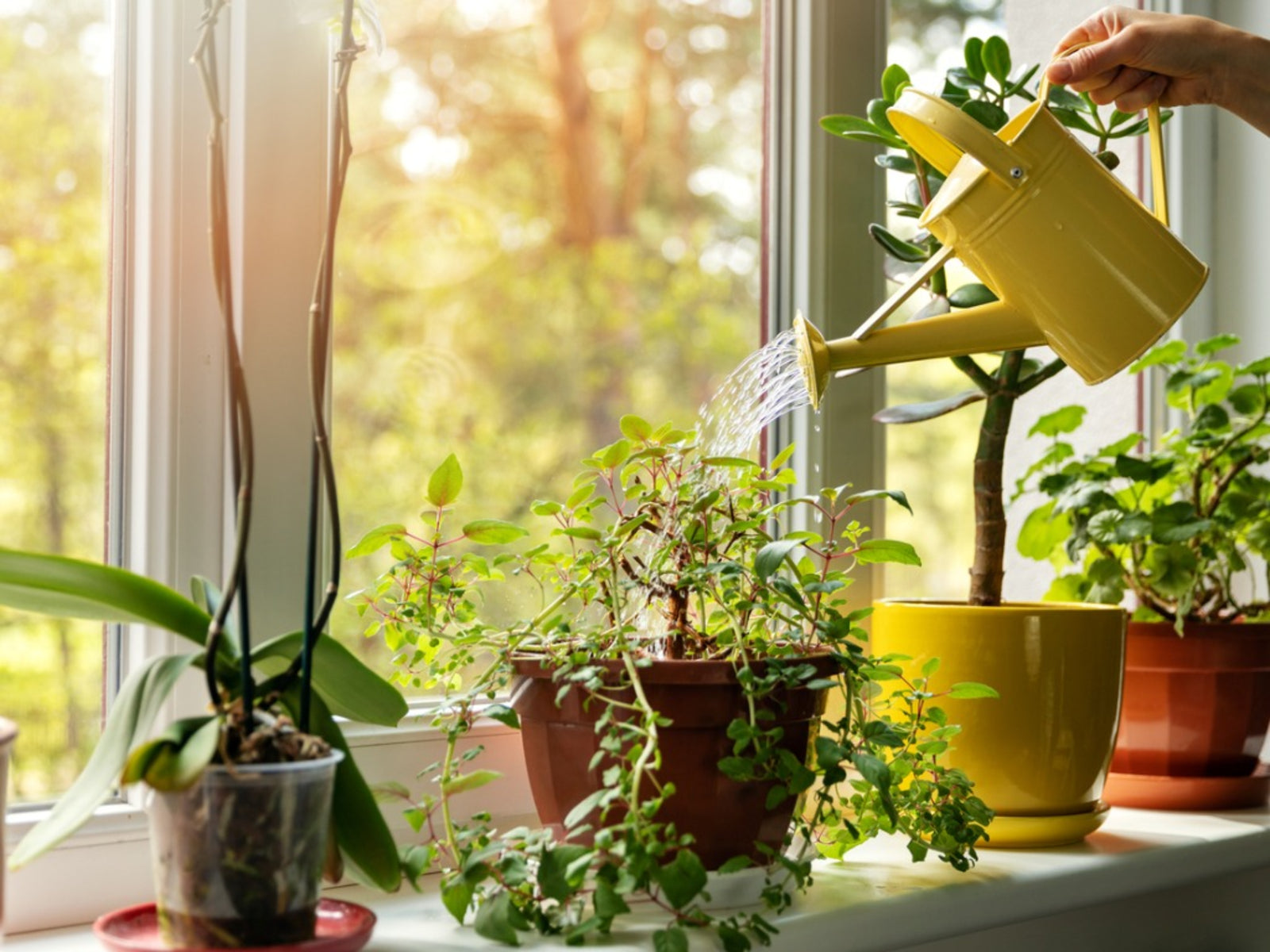Summer Watering Schedule for Indoor Plants