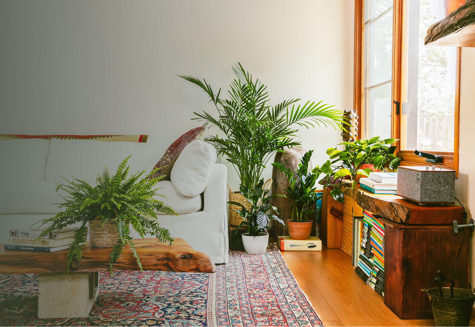 Lively Root (US) - Sale Plants For Home Decor