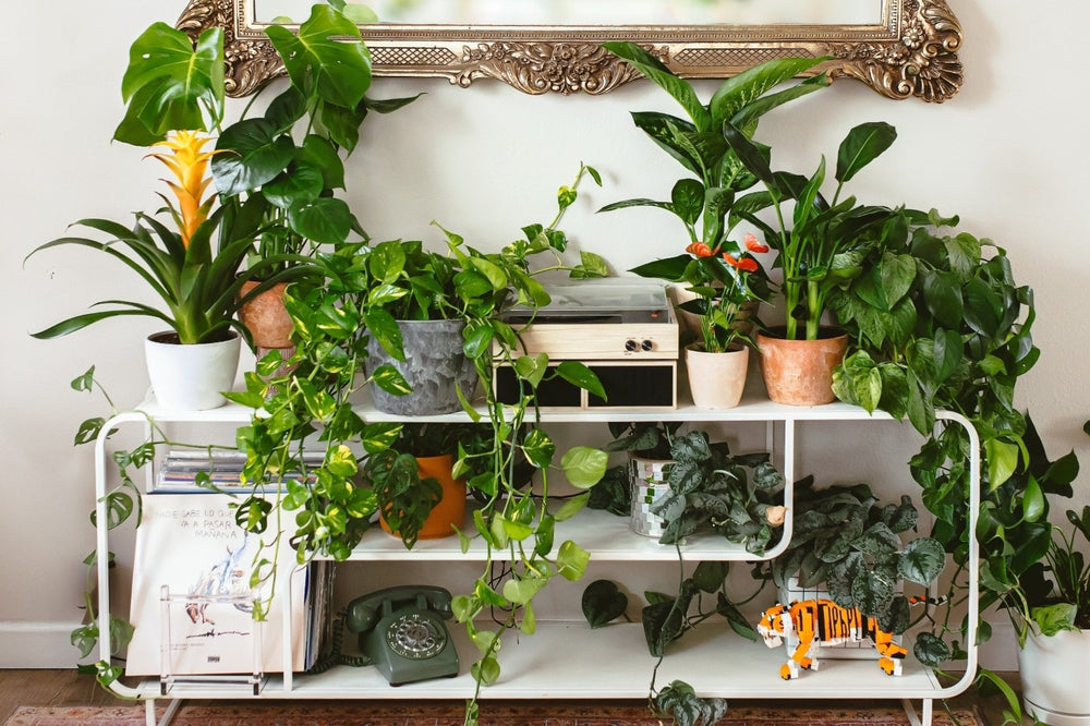 All Plants at Lively Root