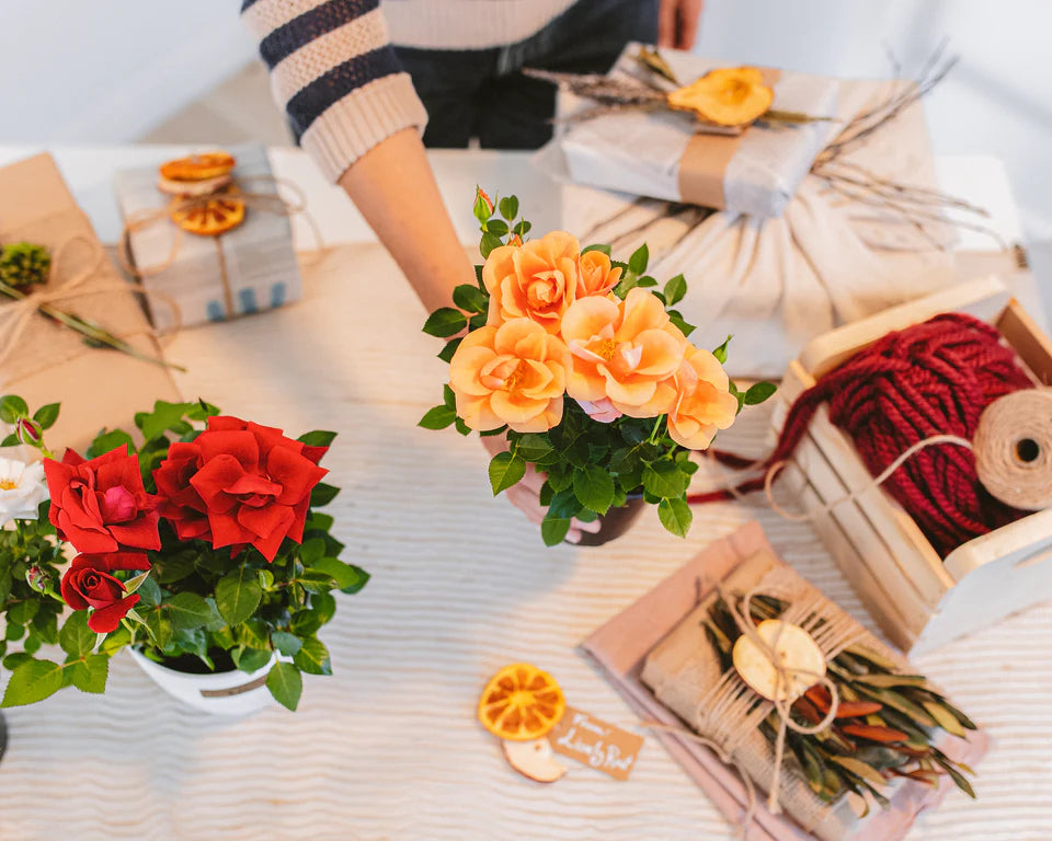Miniature Roses