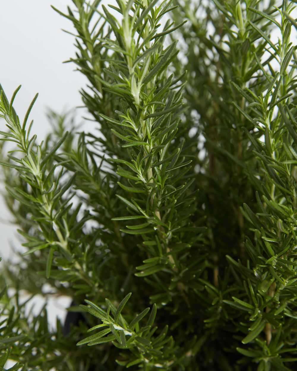 Thanksgiving Gifts: Live Plants