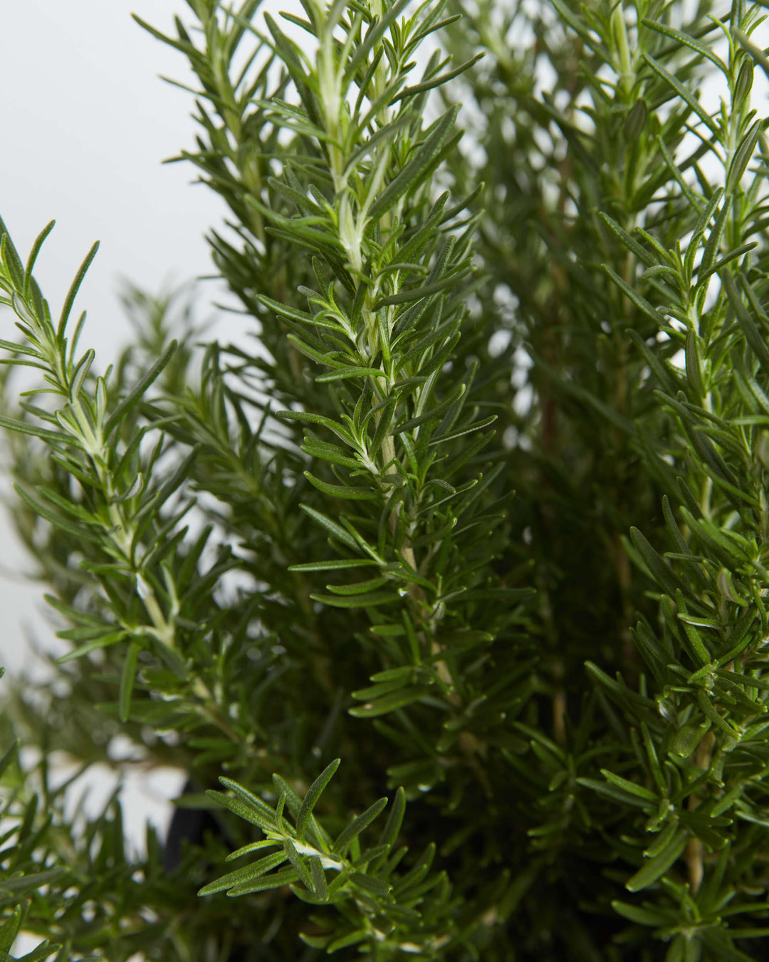 Thanksgiving Gifts: Live Plants