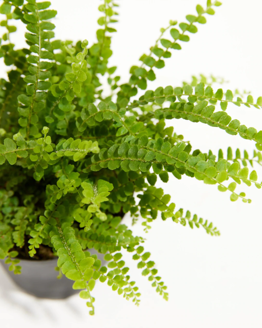 Fern Plant
