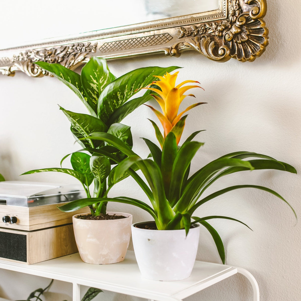 Most Popular Plants | Best Sellers | Lively Root