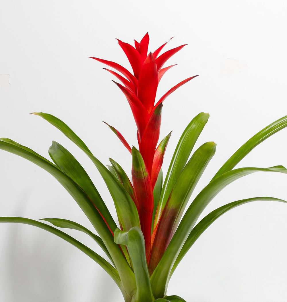 Bromeliads