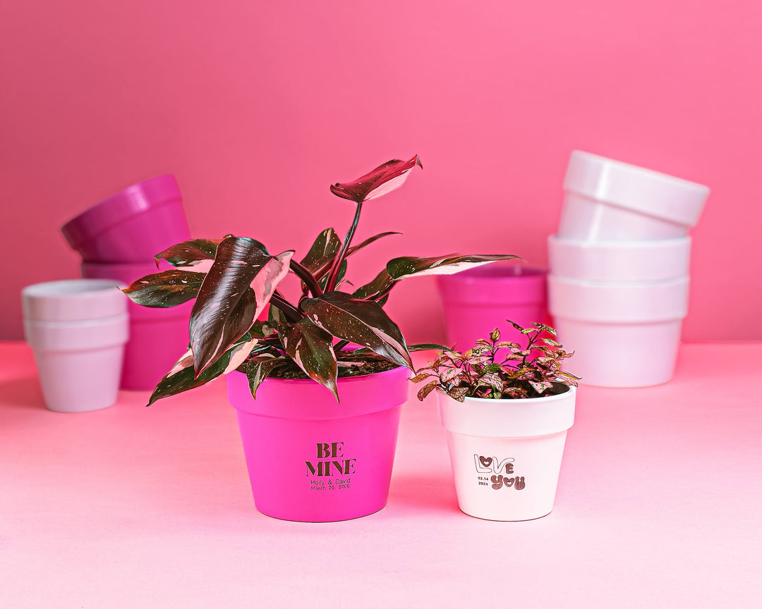 Pick your plant, personalize your pot!