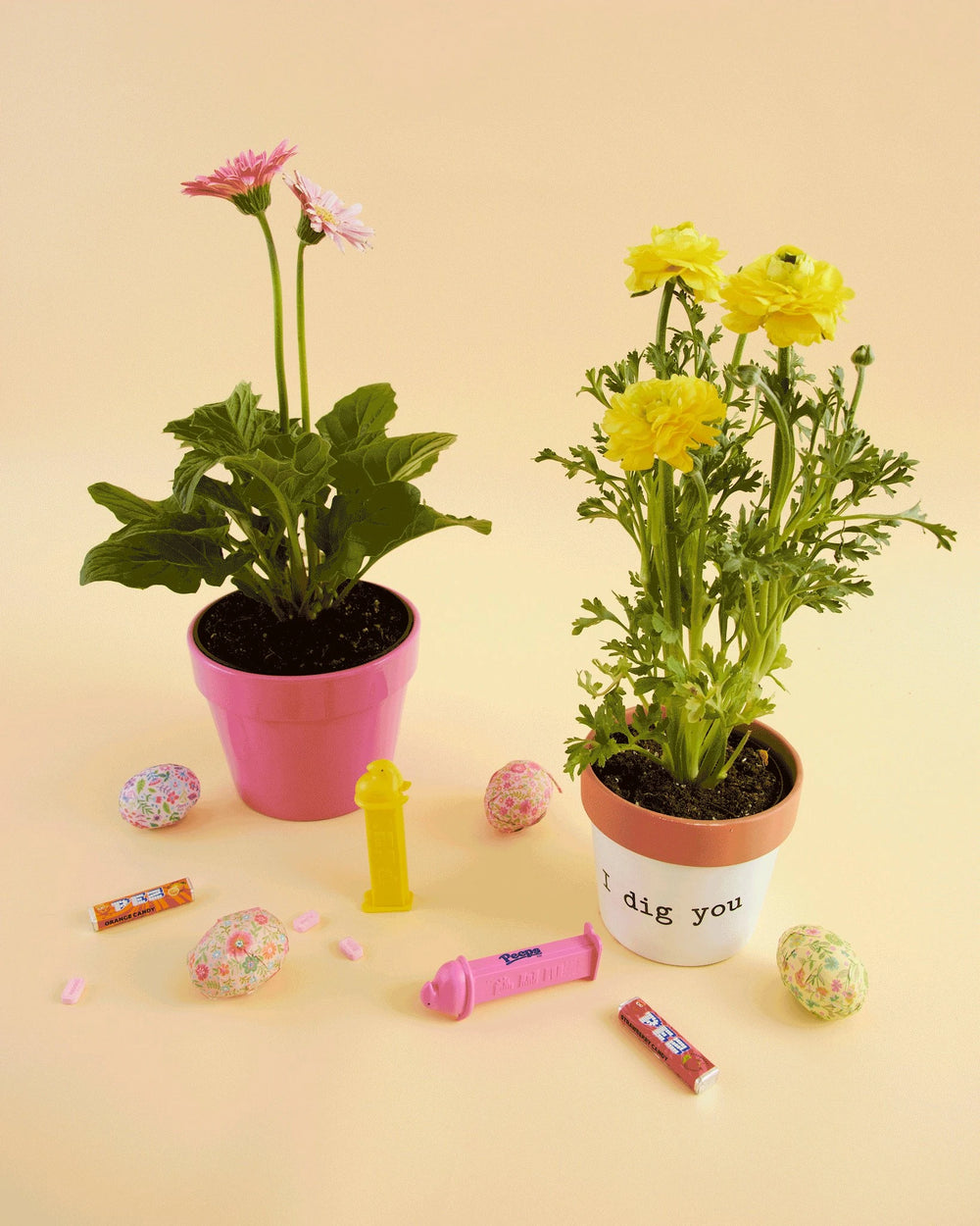 Easter Plants
