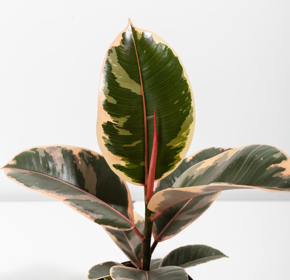 Indoor Ficus Tree Plants for Sale & Care Guide