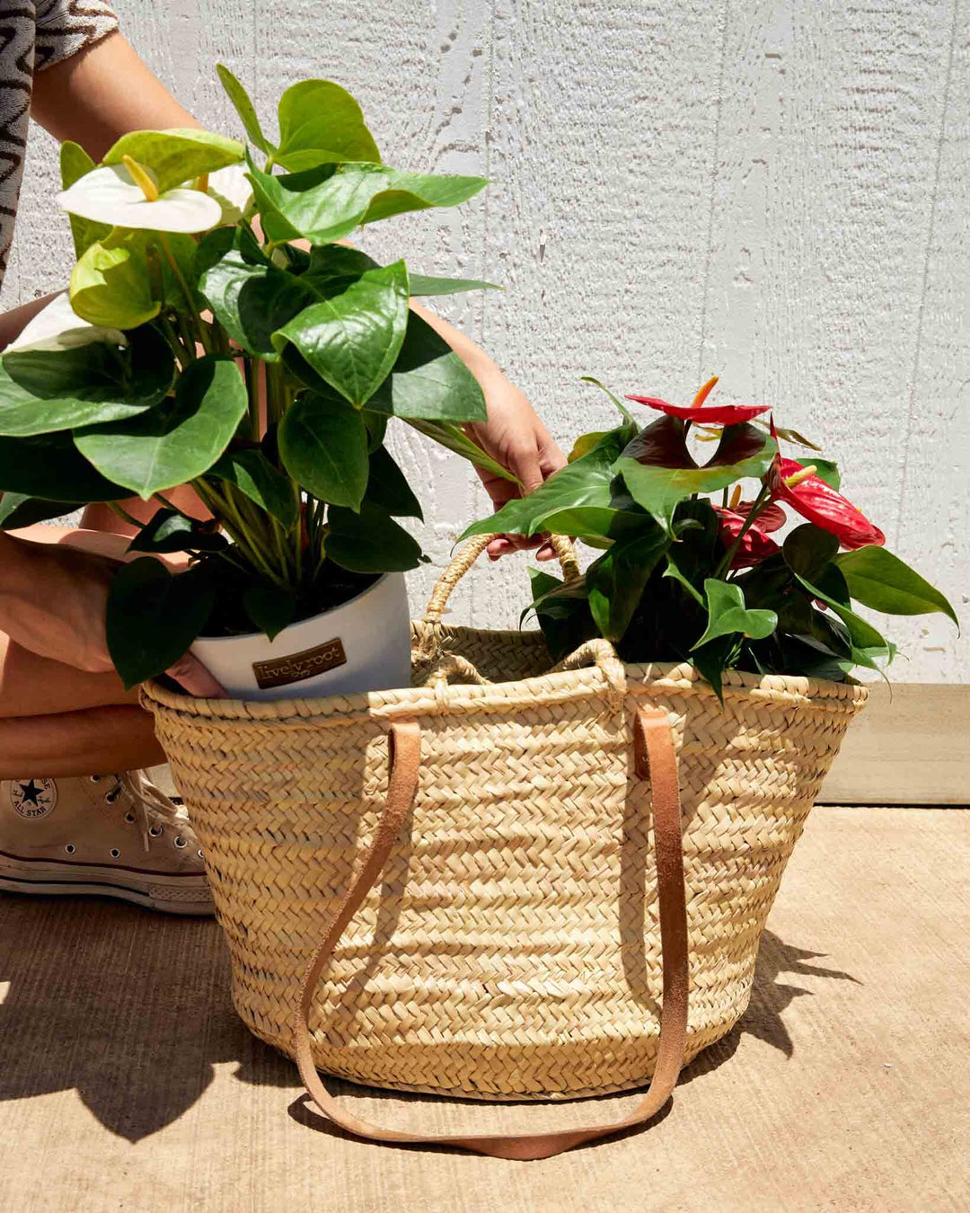 This Week's Nursery Picks