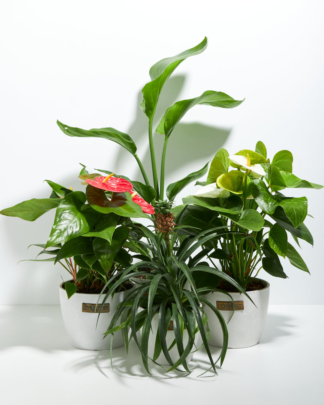 Endless Summer Collection