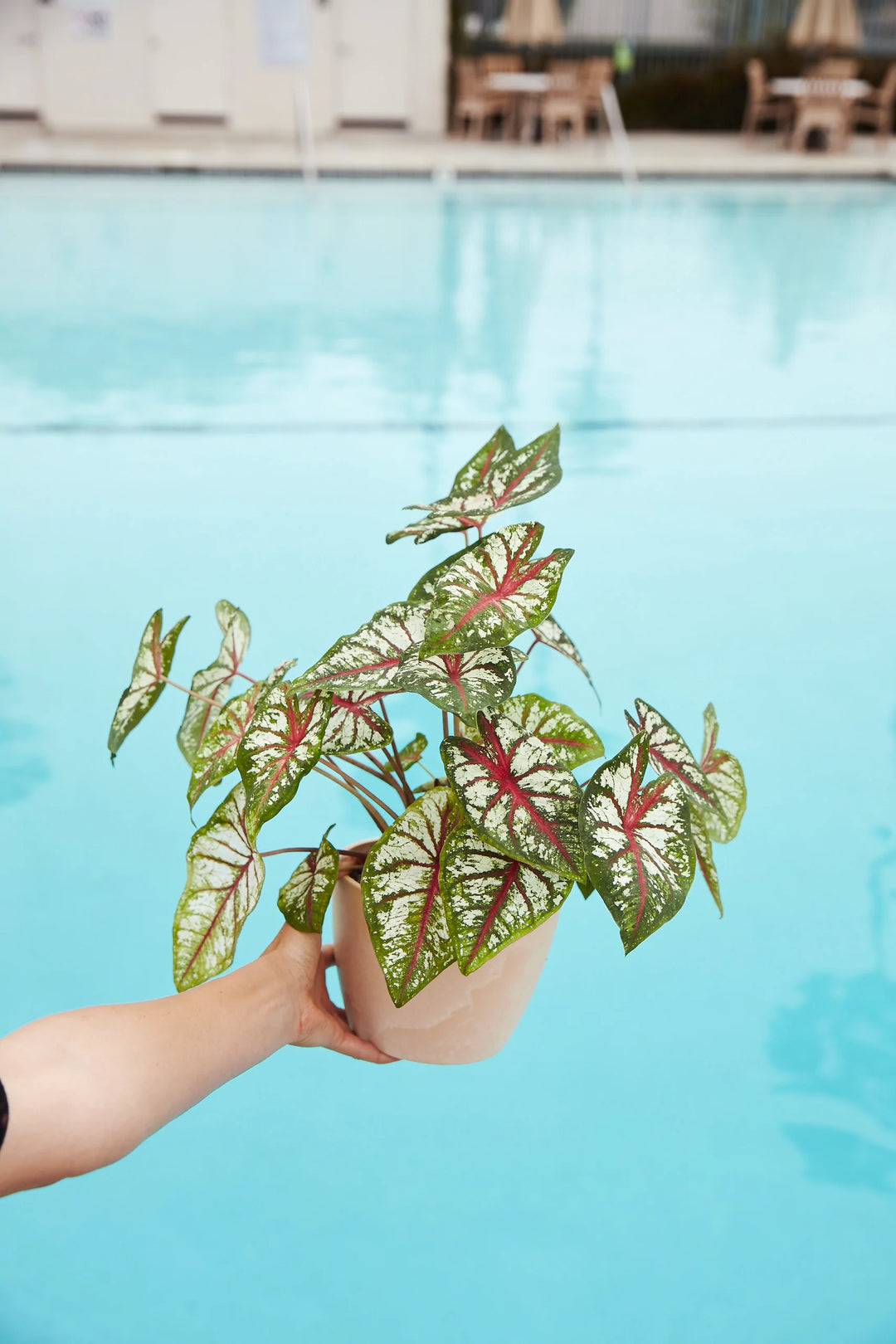 Independence Day (4th of July)