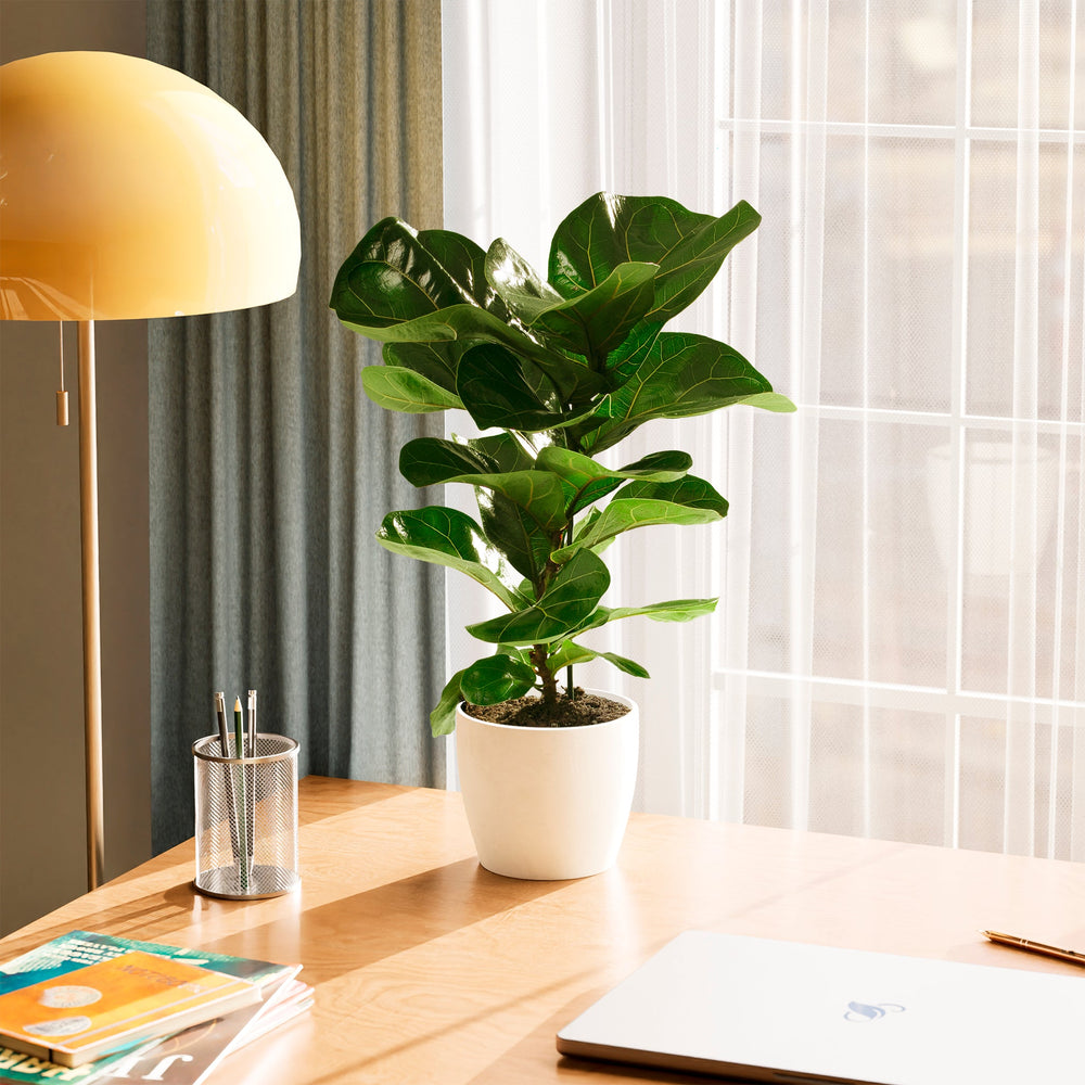 House Plants & Indoor Trees