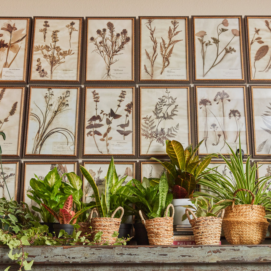 Plants for the Classroom