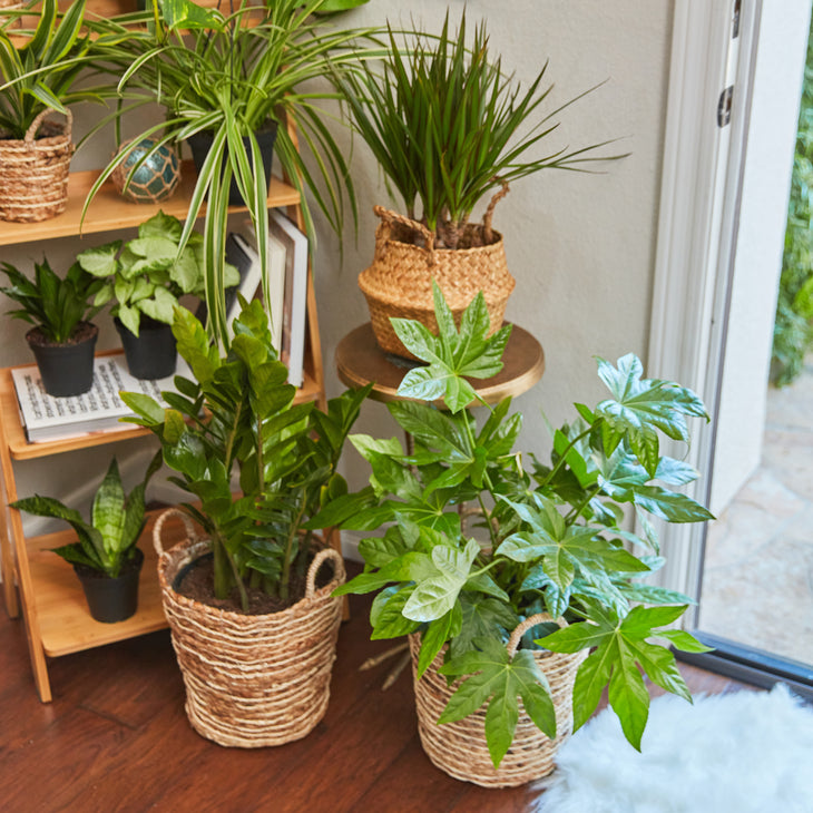 Best Plants For The Entryway