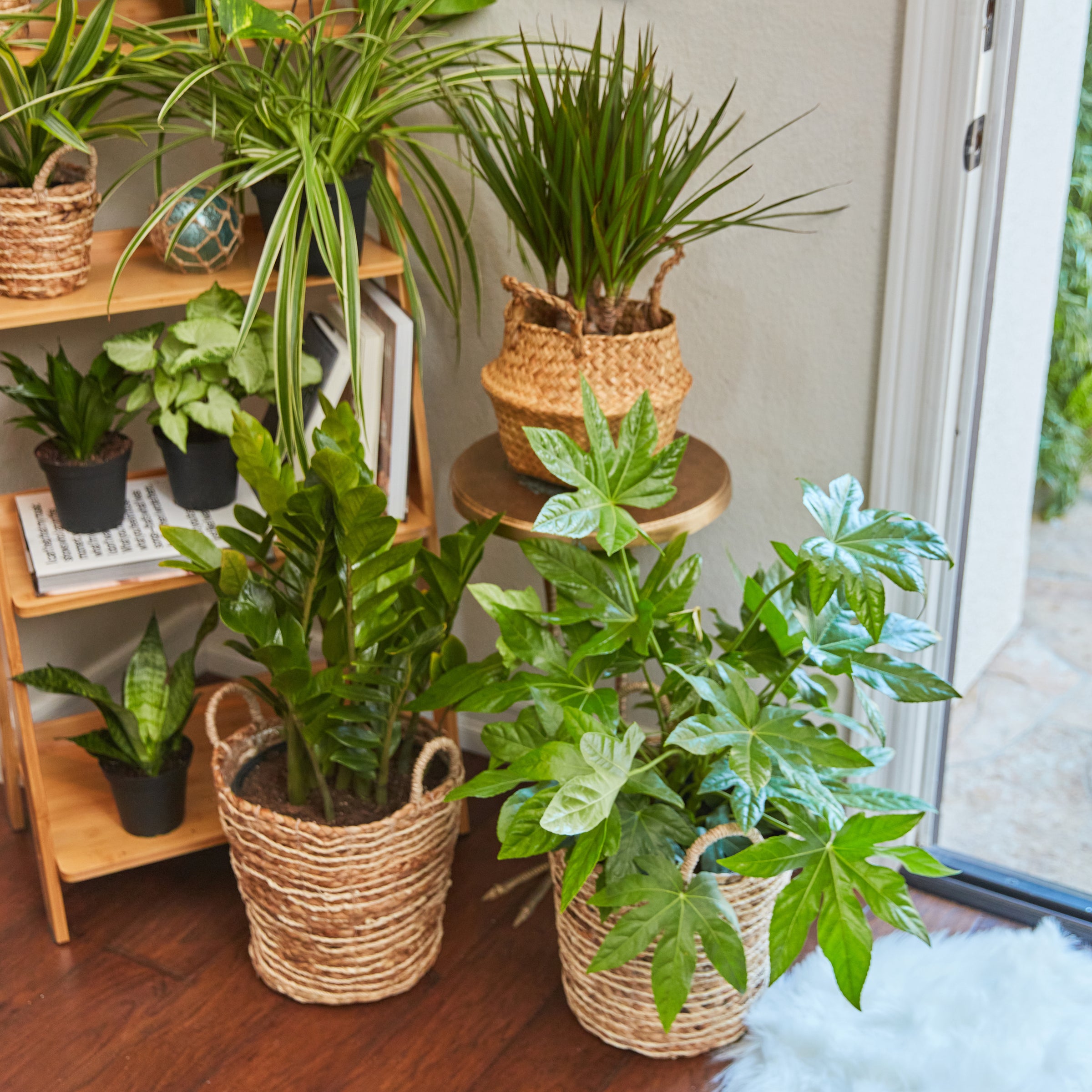 Best Plants for the Entryway