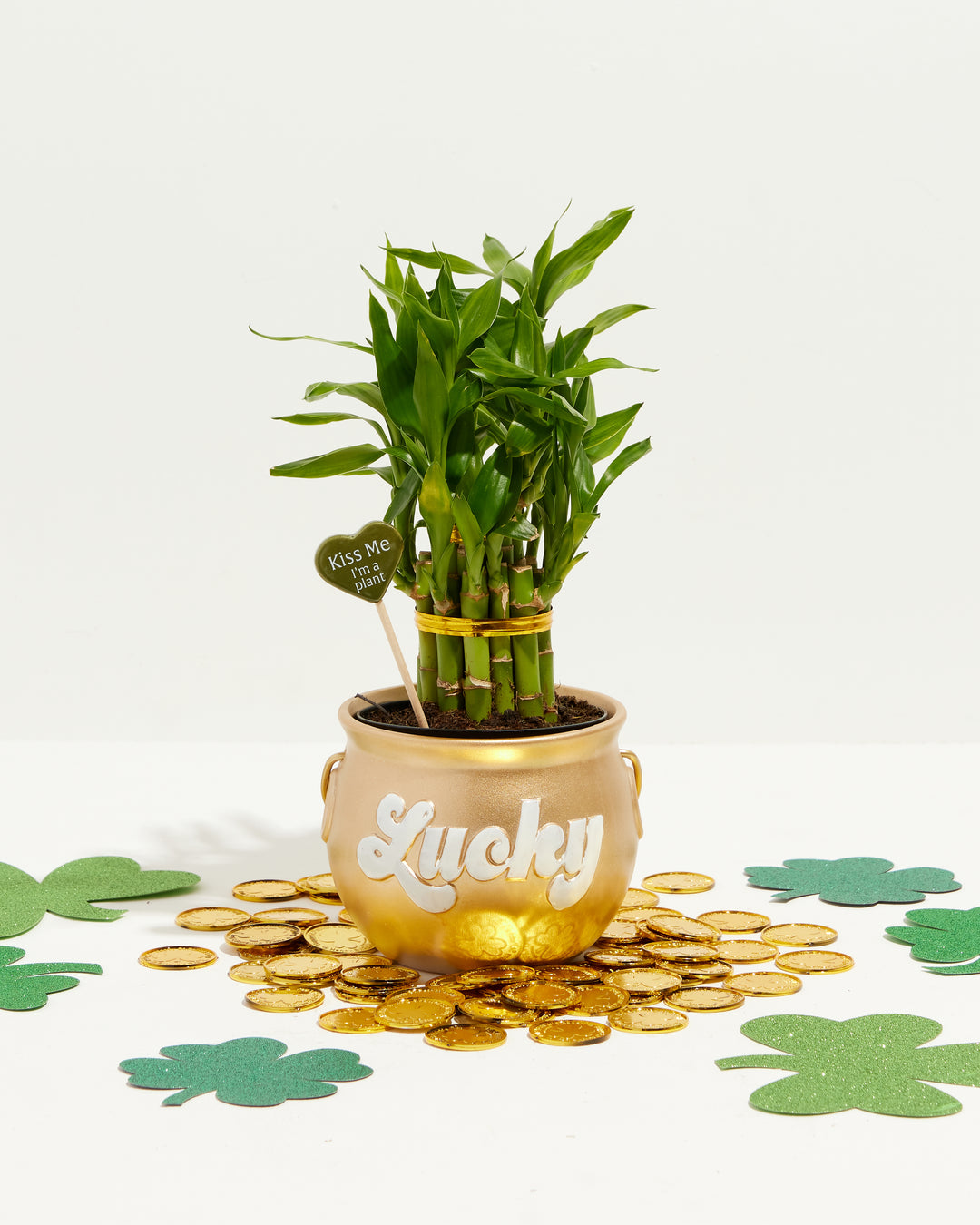 St. Patricks Day Plants