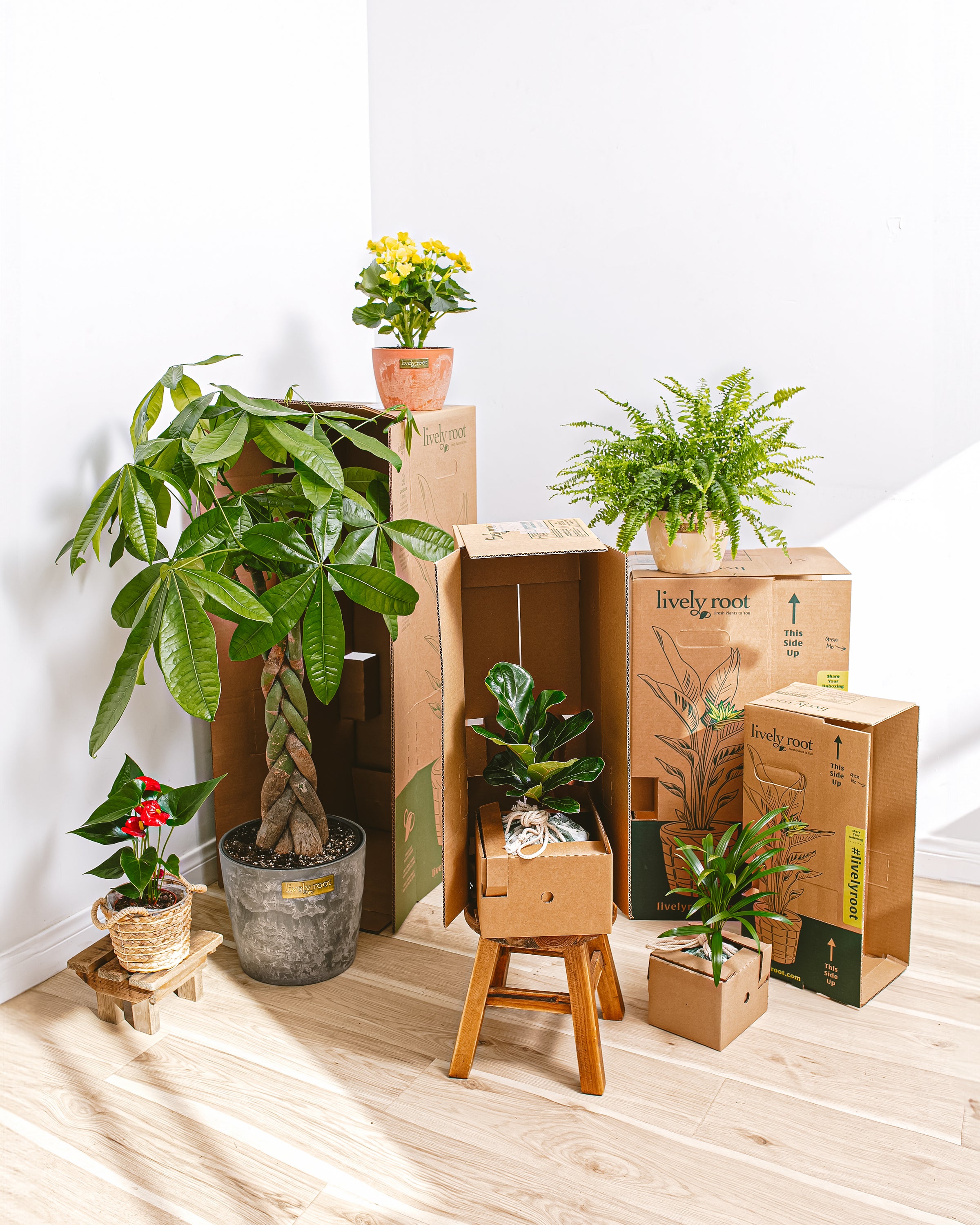 Mother's Day Delivery Plants
