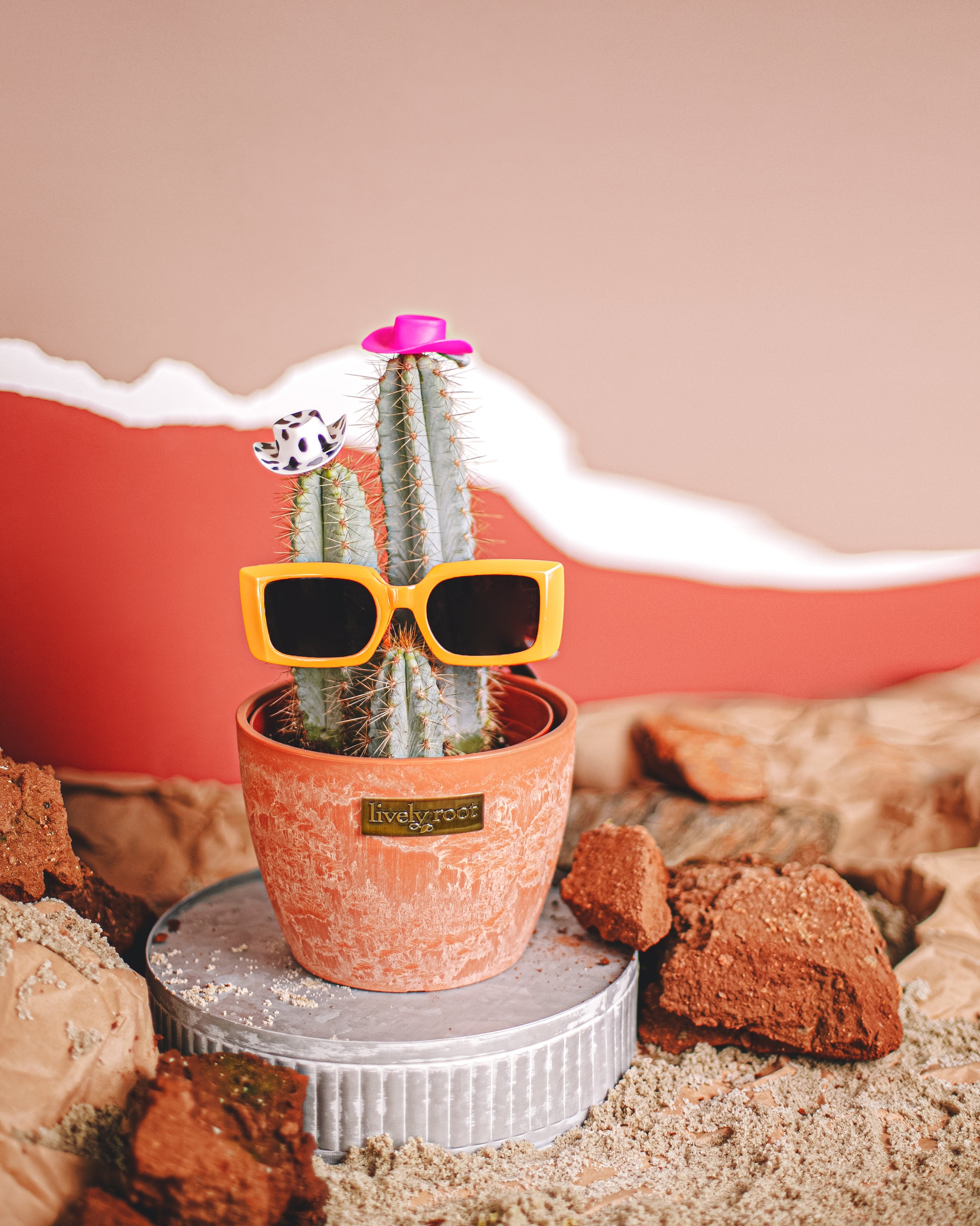 Cactus Plants For Sale