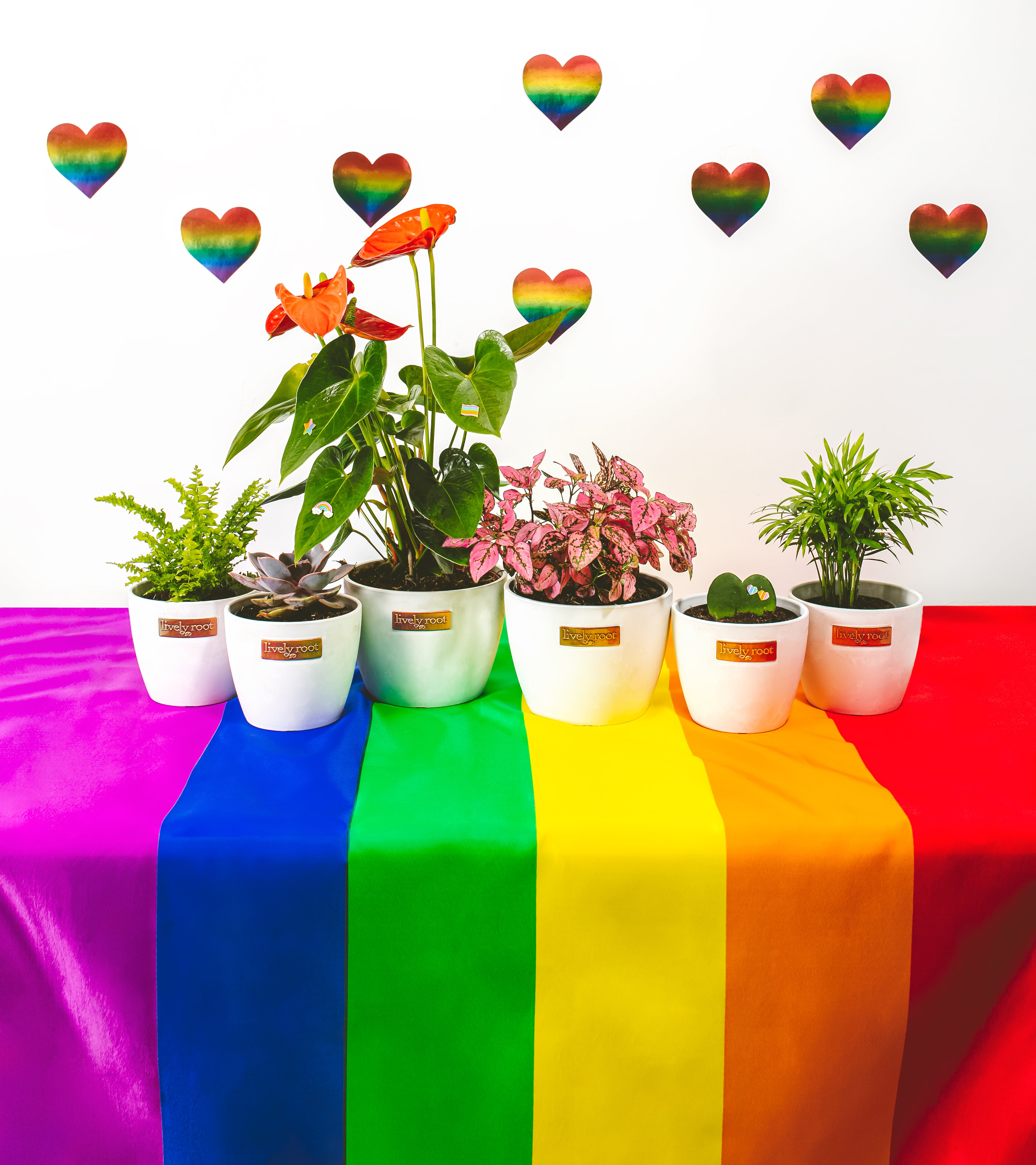 Plant your Pride Lively Root