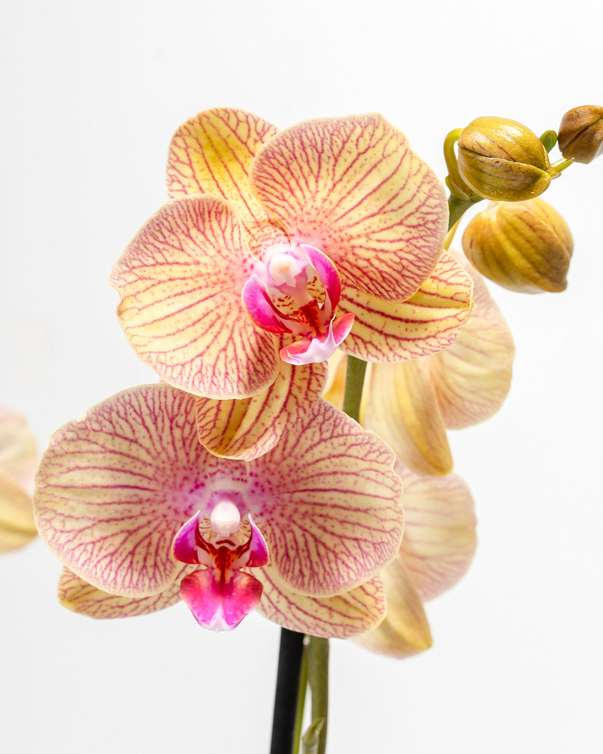 Orchids for Sale | Phalaenopsis Orchids | Lively Root