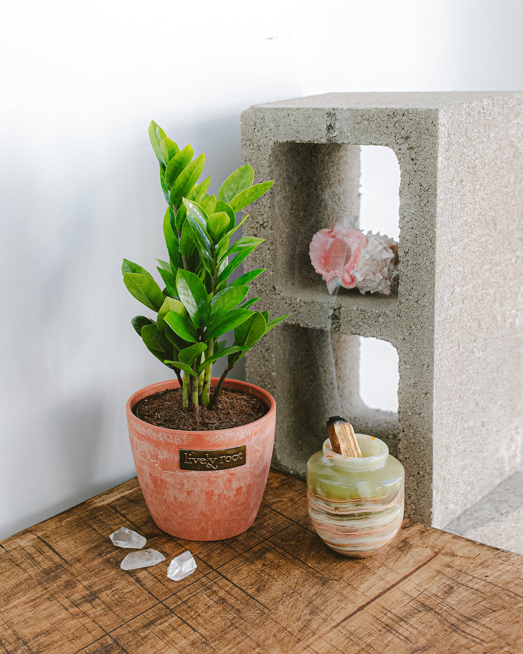 Plant Gifts For Capricorn