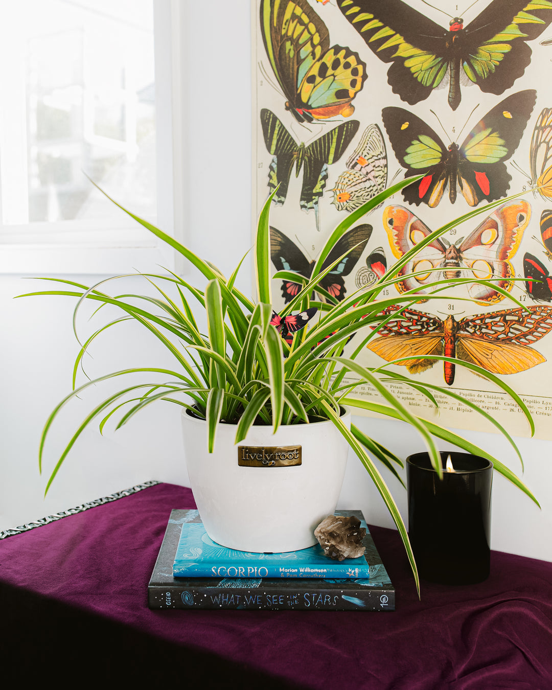 Plant Gifts For Scorpio