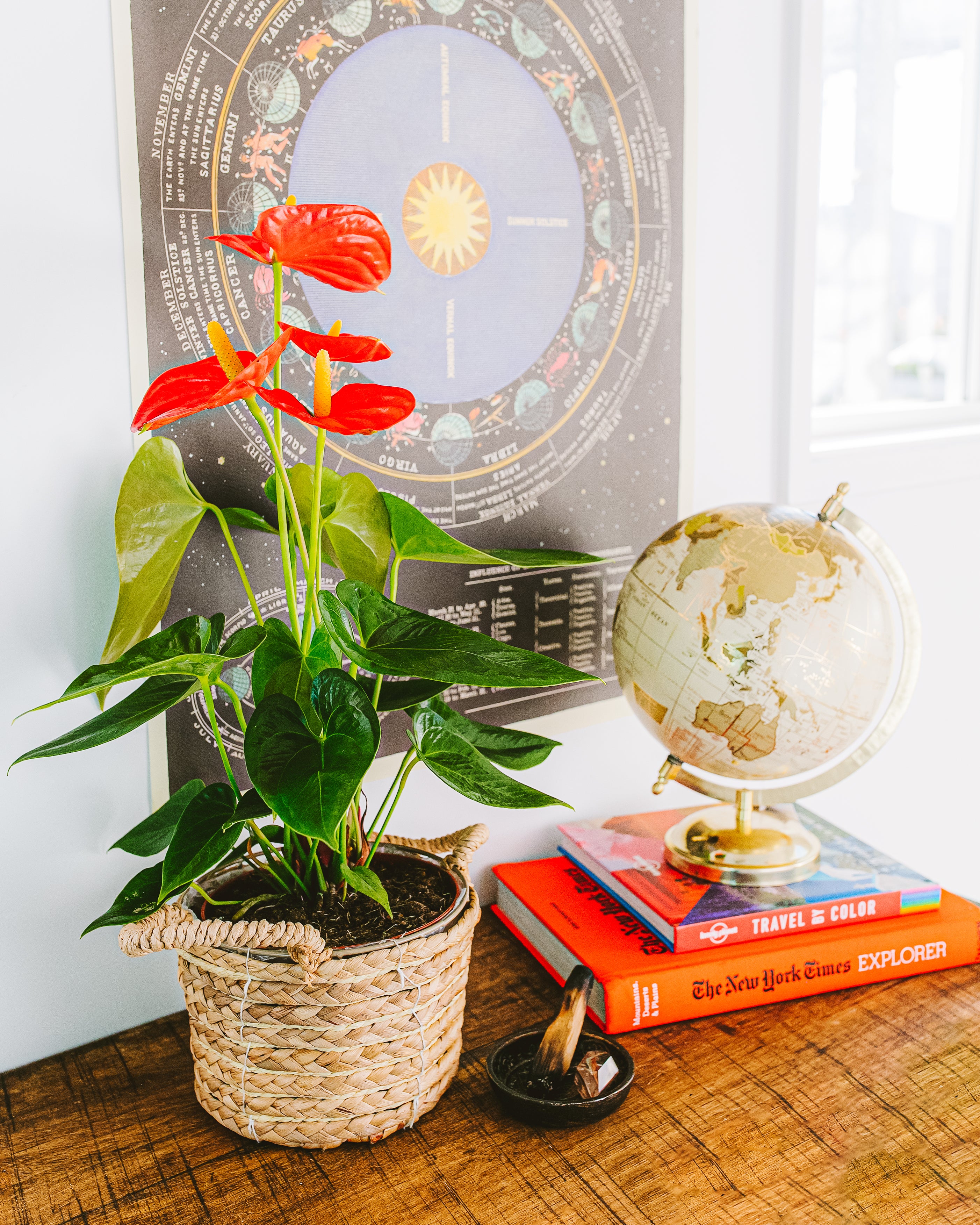 Plant Gifts For Sagittarius Lively Root